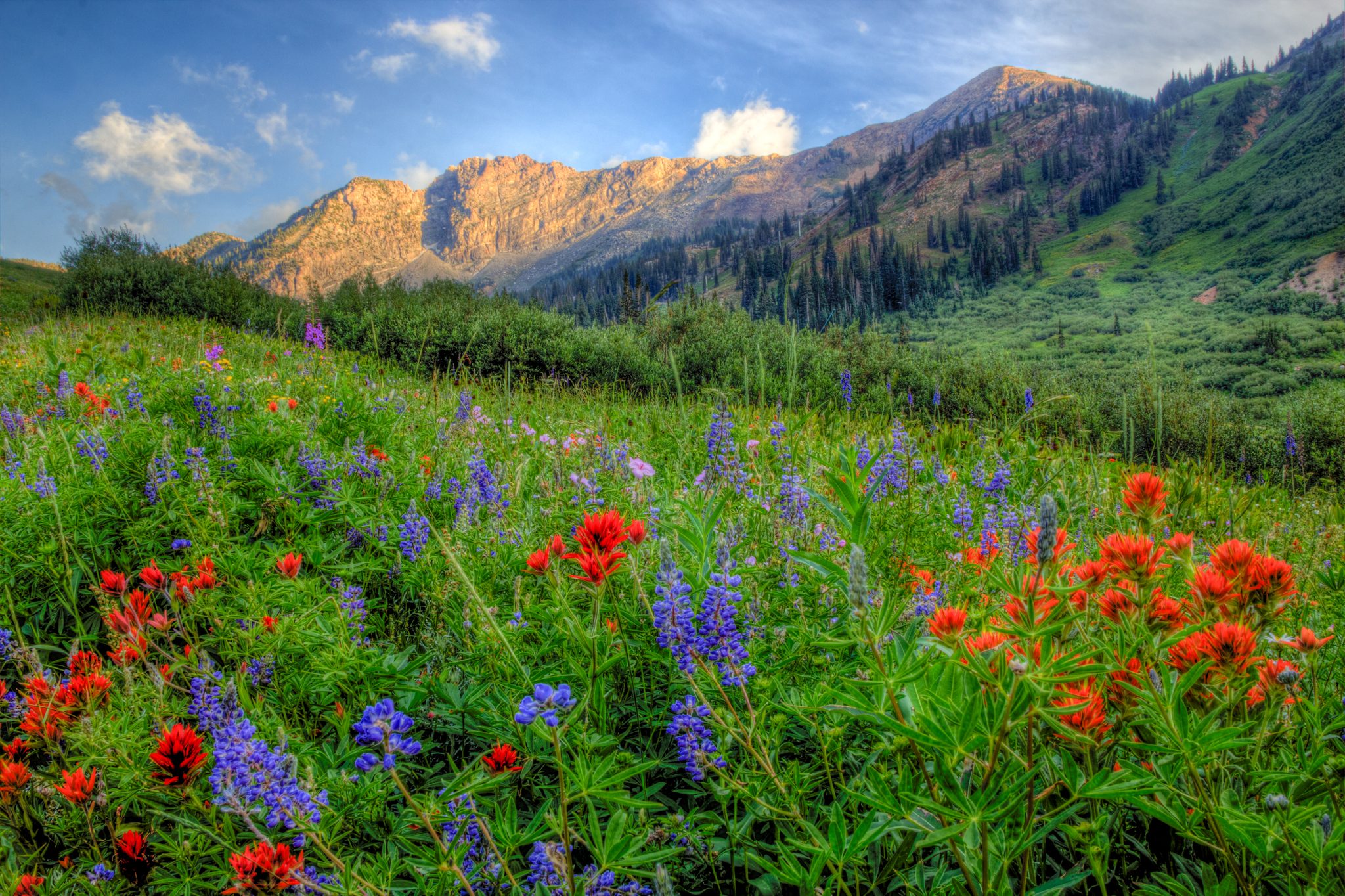 Wildflowers blooming in a Wasatch mountain meadow